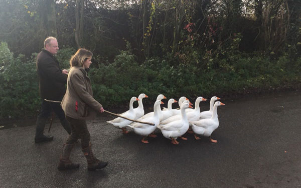 When Norfolk Geese Won the Challenge