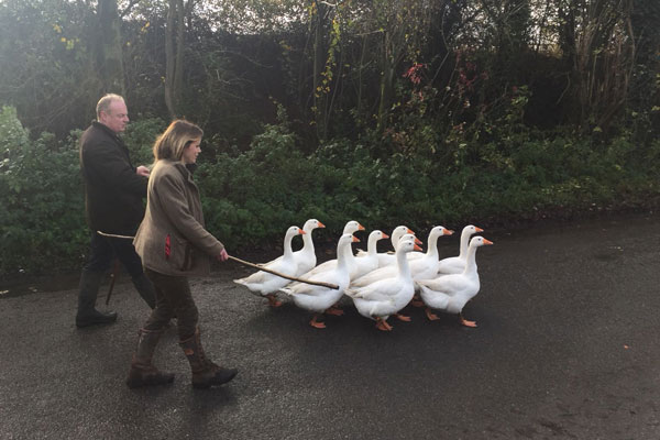 When Norfolk Geese Won the Challenge