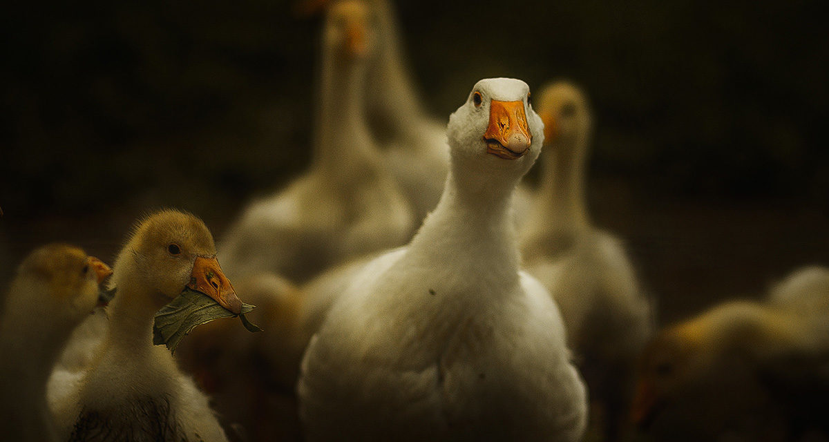 Chairman John Franklin Reviews the Goose Sector