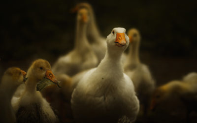 Chairman John Franklin Reviews the Goose Sector