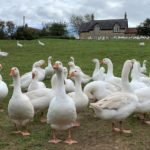 Goose Farm Walk 2019